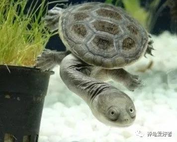 深水龟有哪些品种不需要晒台,斑点龟属于深水龟吗