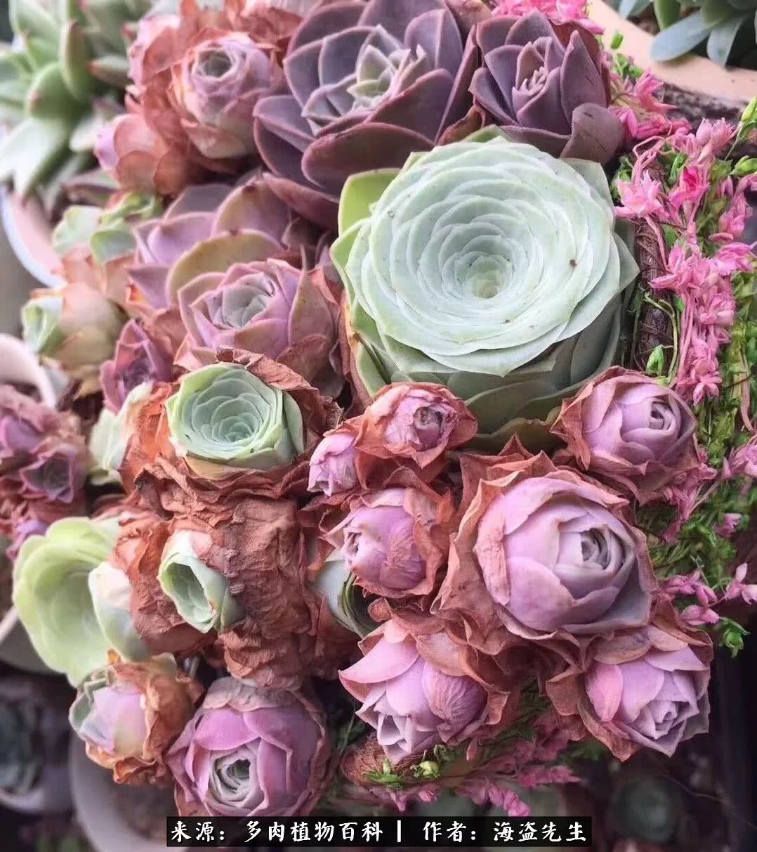 介绍多肉生长特点,多肉植物科普讲解图片视频