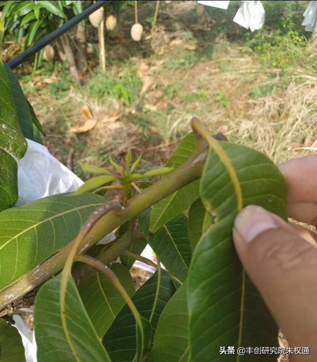 海南芒果催早花技术,芒果催花用噻苯隆配什么药剂