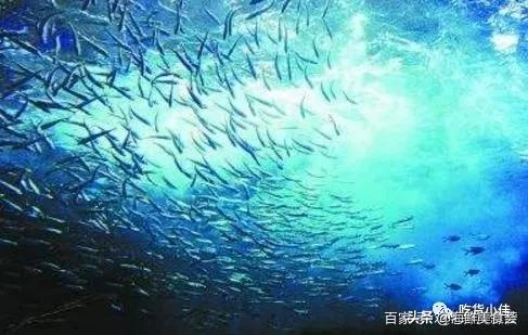 繁殖最快的海鱼 (最难人工繁殖的海鱼)