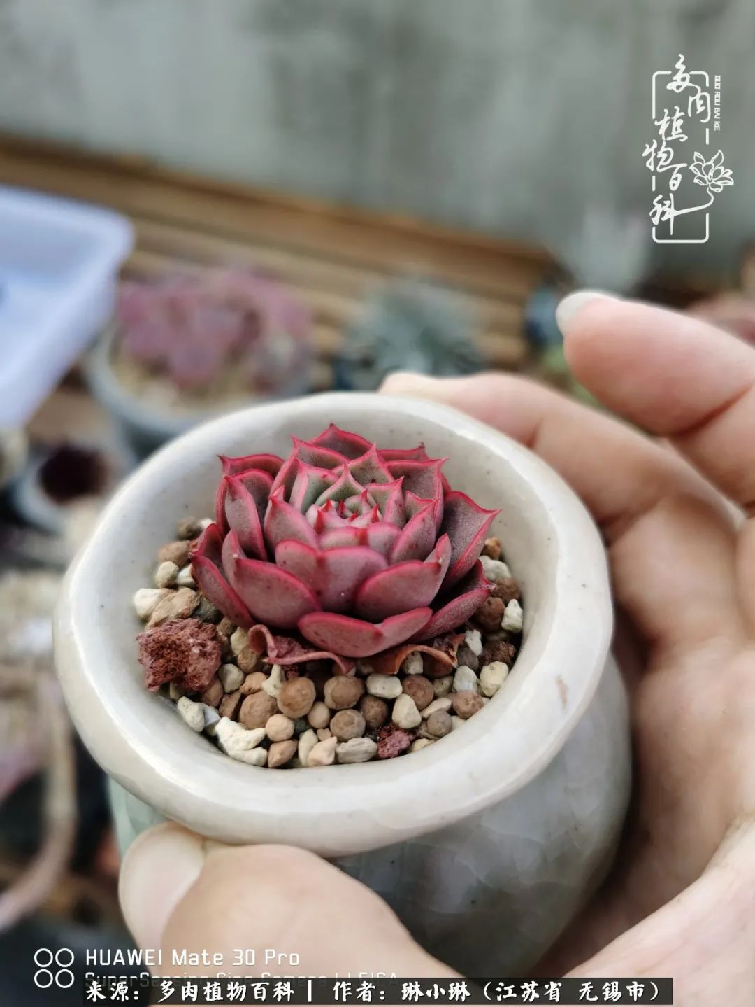 又到多肉变美时，一切都鼓励我积极向前