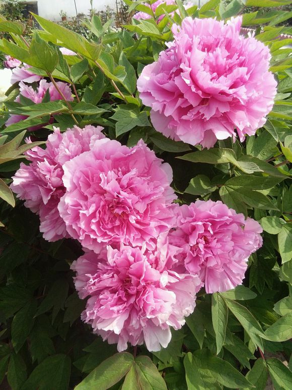 芍药只长叶子没有花苞怎么办,芍药只长叶不开花用什么肥