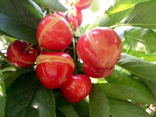 大棚种植樱桃如何规避裂果烂果，勤观察细管理一招可以解决