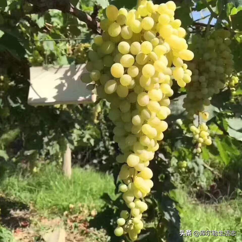新疆哈密新品种葡萄,新疆新品种葡萄