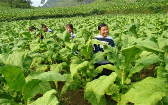 为证明吸烟无害，英国*草烟**公司每天给狗抽100支烟，结果如何？