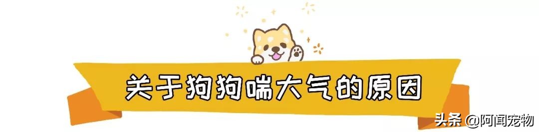 狗狗喘气是一种病态吗,狗狗明显喘气是什么原因