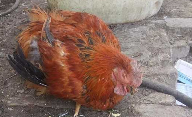 鸡的眼睛瞎了用什么药,养殖鸡眼睛肿瞎是什么原因