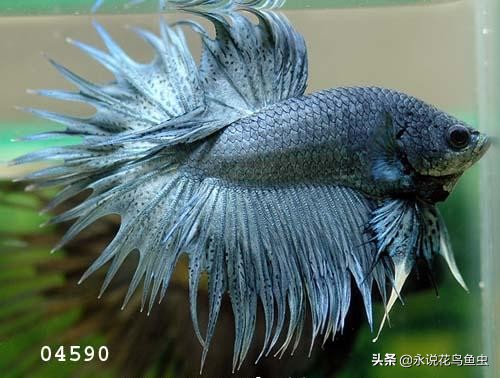 斗鱼哪个品种好养活,斗鱼品种哪个好养