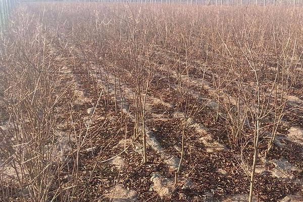 哪个网站上卖的树苗靠谱,卖树在哪个网站发布