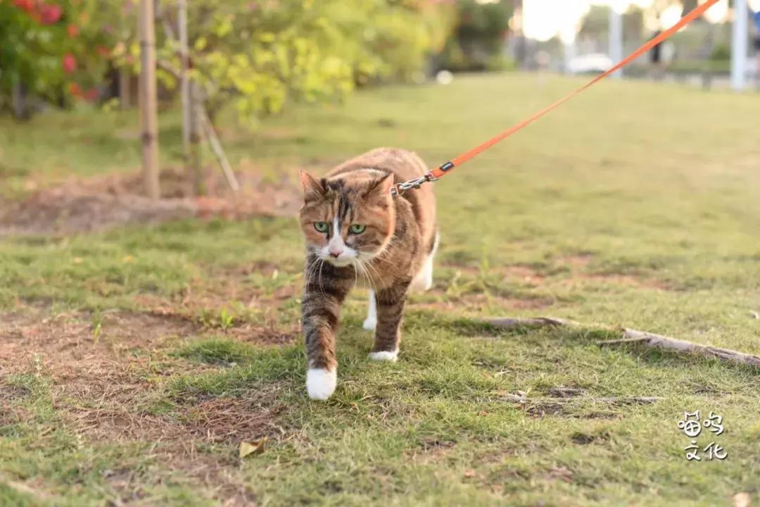 猫咪社会化行为如何训练,猫咪社会化训练多大开始
