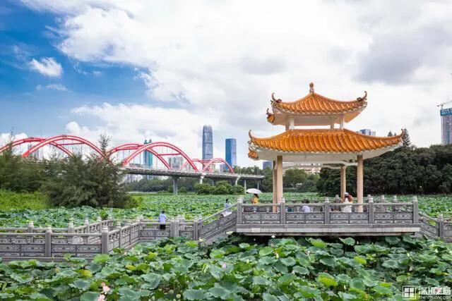 深圳花海公园地址在哪里,深圳中心河公园花海