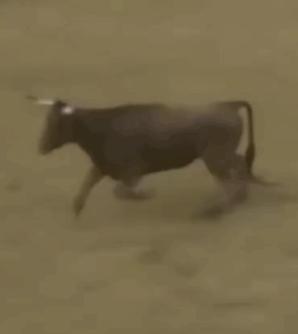 被牛角顶了是什么感觉,被牛角顶了是什么样