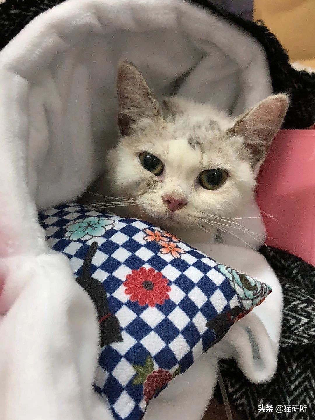 猫咪反复得猫癣怎么办,猫咪得猫癣该怎么办