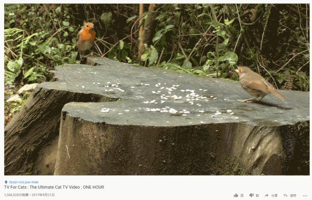 怎么才能知道猫咪的智商,你家猫爱看电视吗