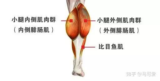 小腿粗脂肪腿如何变细腿,小腿粗可以瘦下去吗