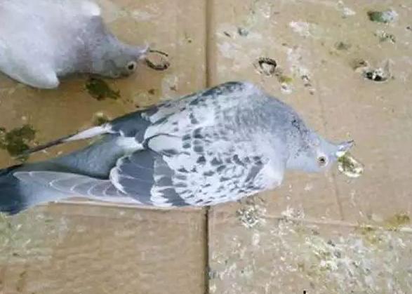 信鸽看粪便识鸽病,信鸽拉稀最快解决方法