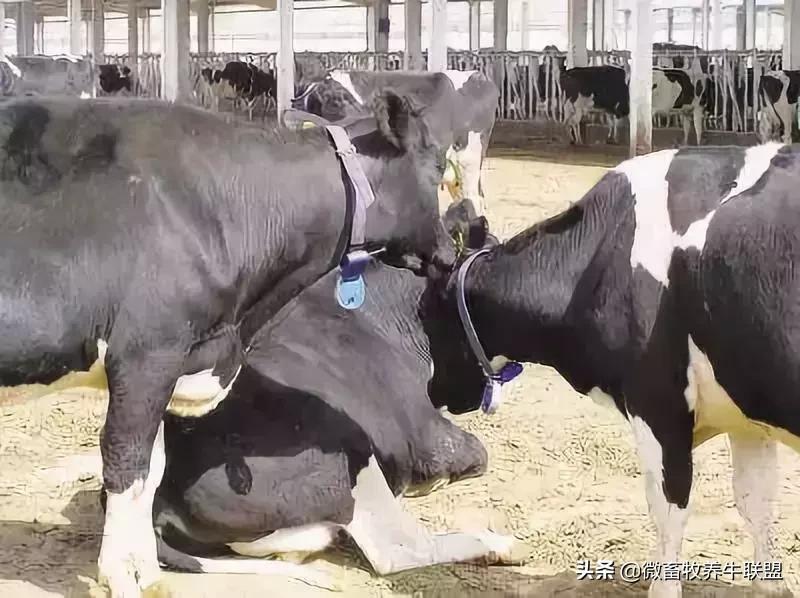 母牛产后的正确饲养管理,成年母牛的生理特点和管理方法