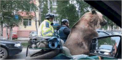 熊是属于什么类的,熊是怎样的动物