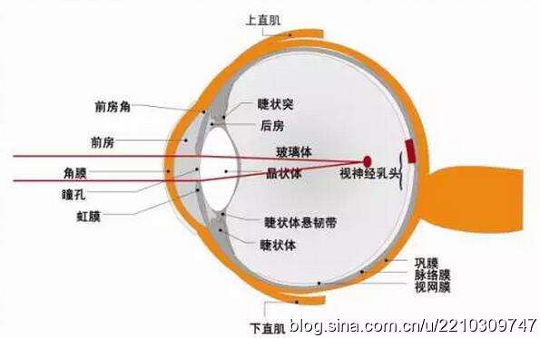 医生常用的解剖学、内外科口诀