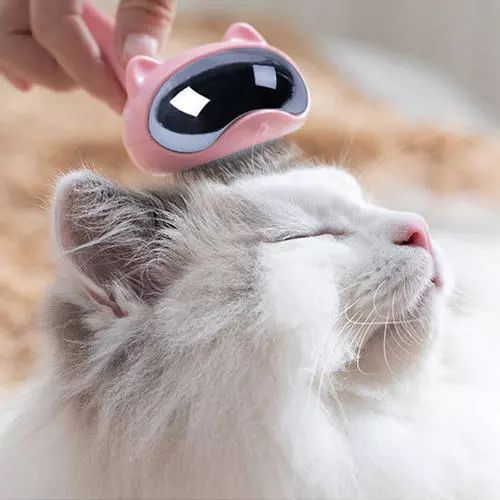 新到家猫咪需要做什么体检,猫咪到家第一夜铲屎官怎么做