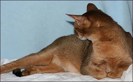 记录猫咪生产全过程,猫咪生产时的全过程