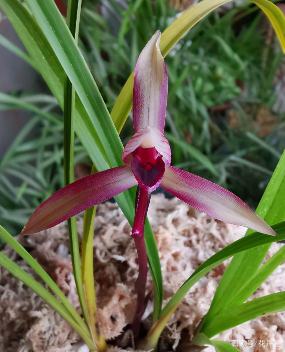 开花最香的传统兰花品种,云南怒江兰坪名贵莲瓣兰花