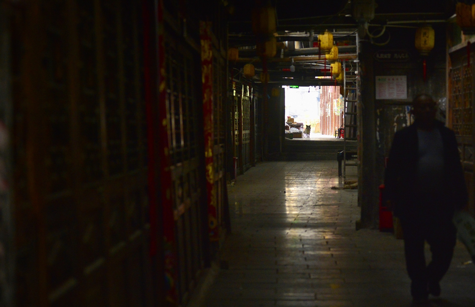 庆阳活化石叫啥,庆阳坝历史