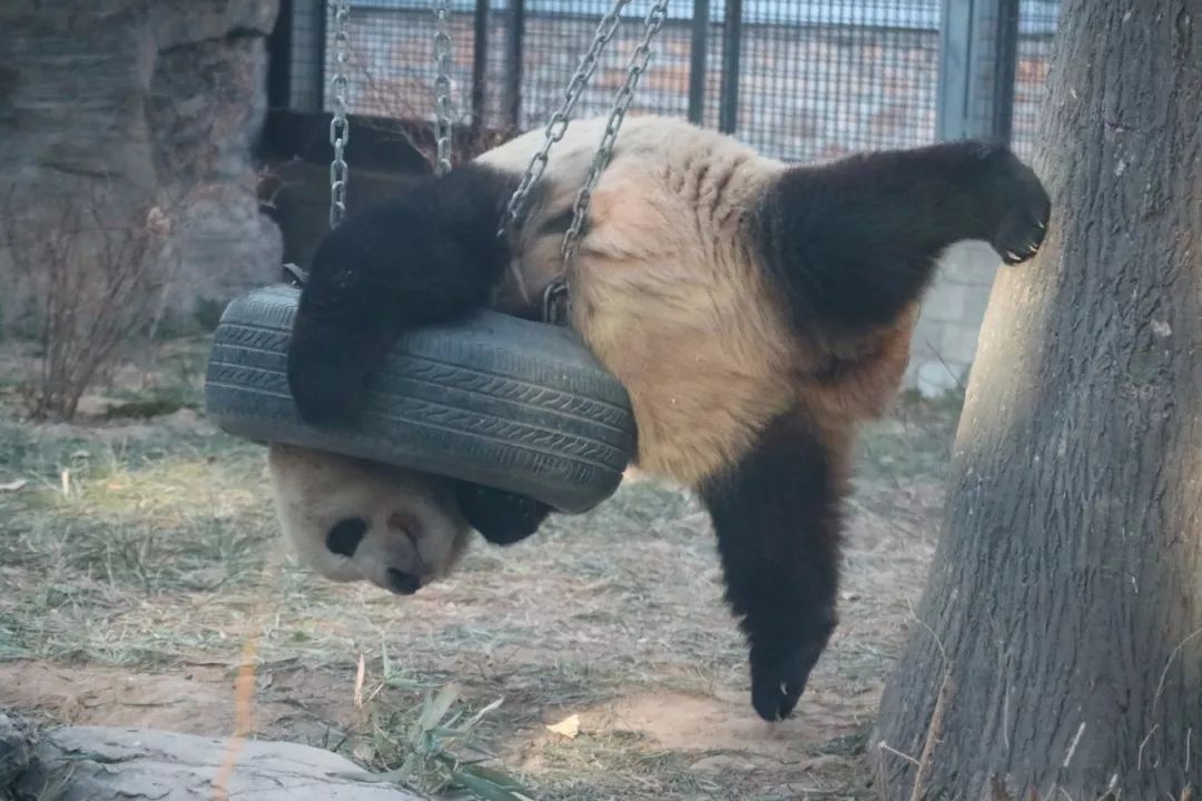 熊猫被绳子吊七个小时没人发现,熊猫被卡轮胎