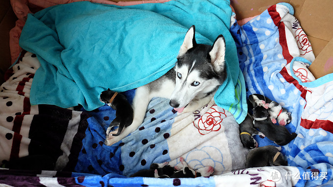 一次创世纪的生活体验—记哈士奇当妈妈