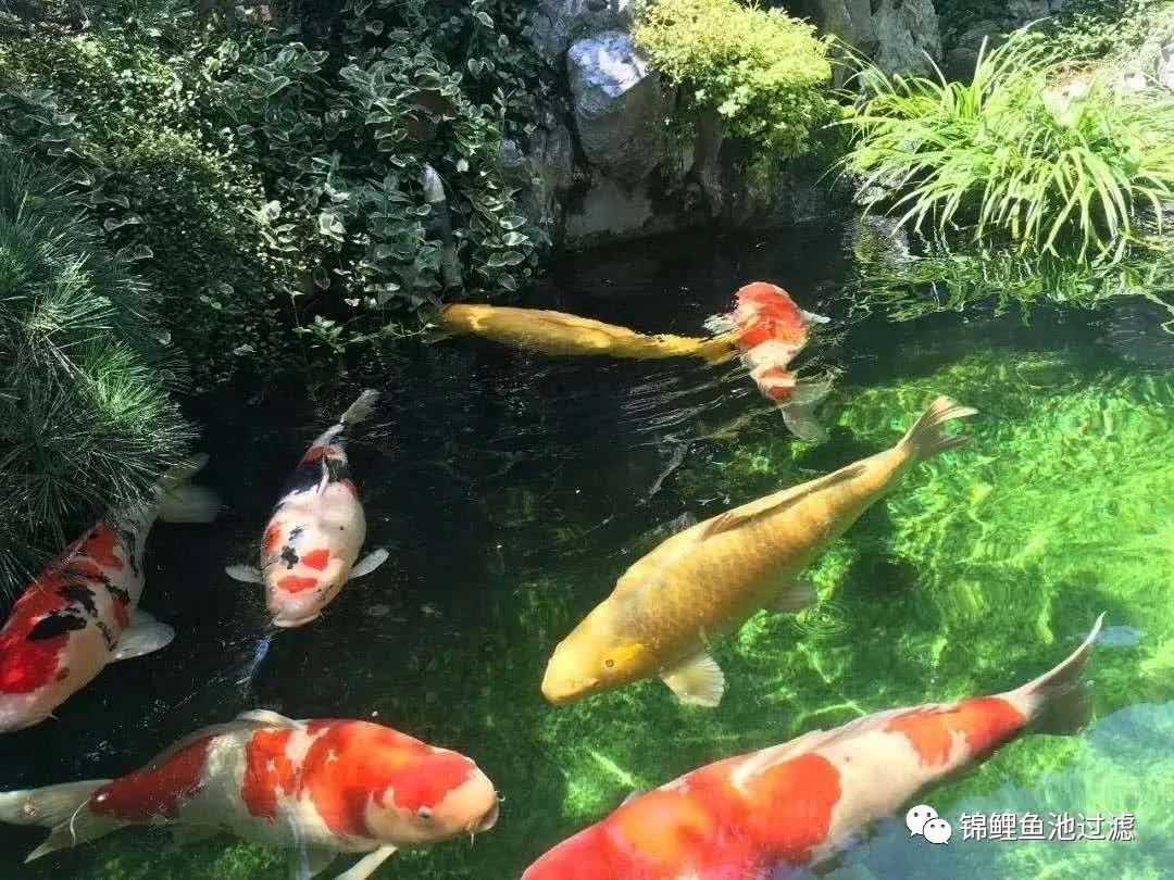 养锦鲤必备的一款鱼池过滤器,锦鲤鱼池过滤器自制方法