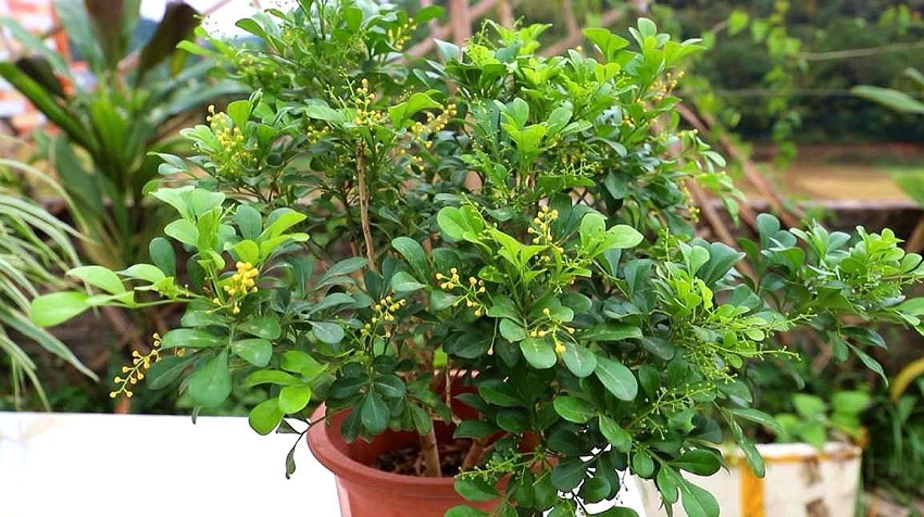 米兰在夏天如何养护,米兰花香味浓郁养护要点