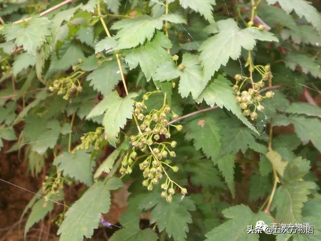 草莓上的小麻点是种子吗,草莓上的小麻点是什么呢