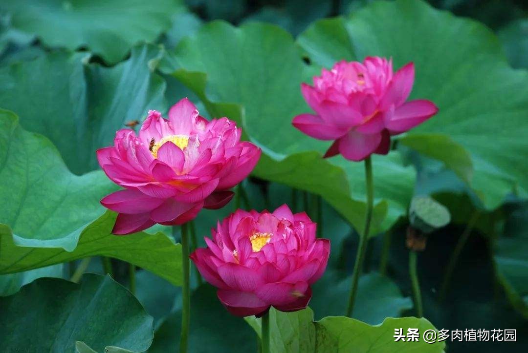 开花多的小型碗莲品种,碗莲开花好看漂亮又好养活