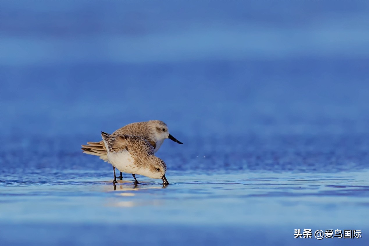勺嘴鹬自带饭勺的小萌物,自带饭勺的勺嘴鹬