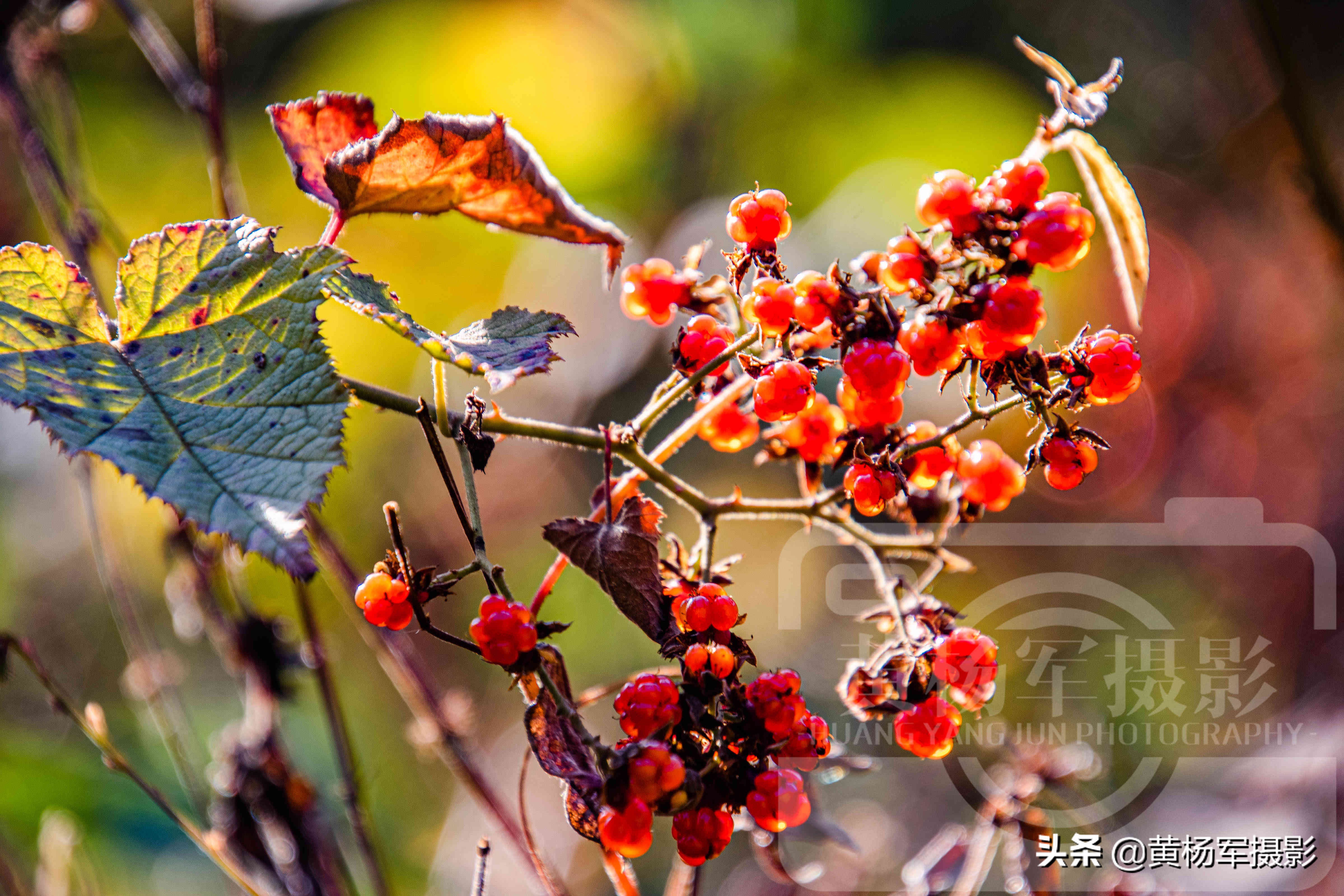 高粱泡黄色野果,高粱泡野果叫什么