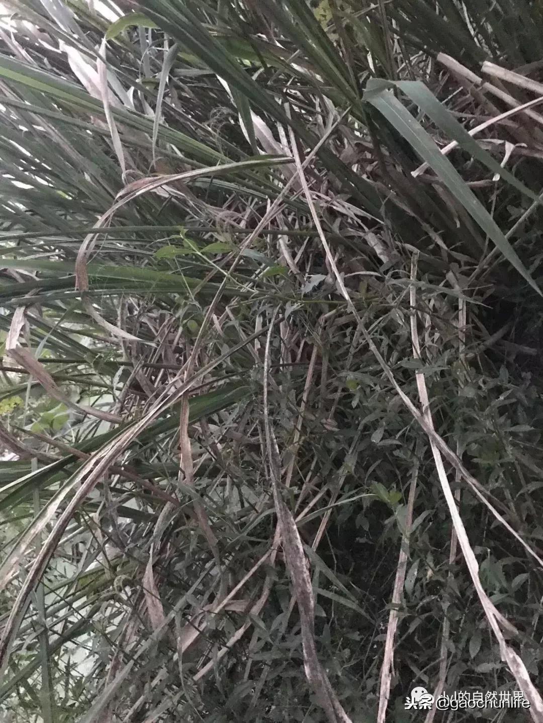 大草龟和小草龟谁好养,变异草龟和草龟的区别