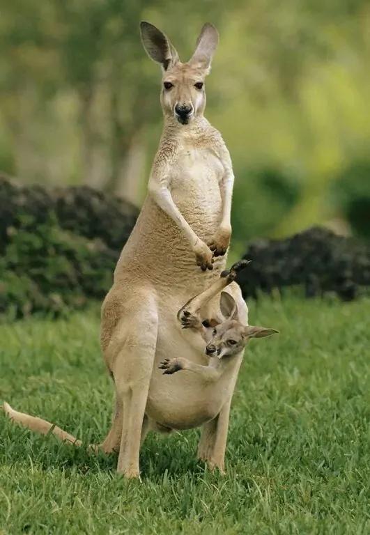 可以吃掉鳄鱼的蟒蛇,蟒蛇吞袋鼠撑死