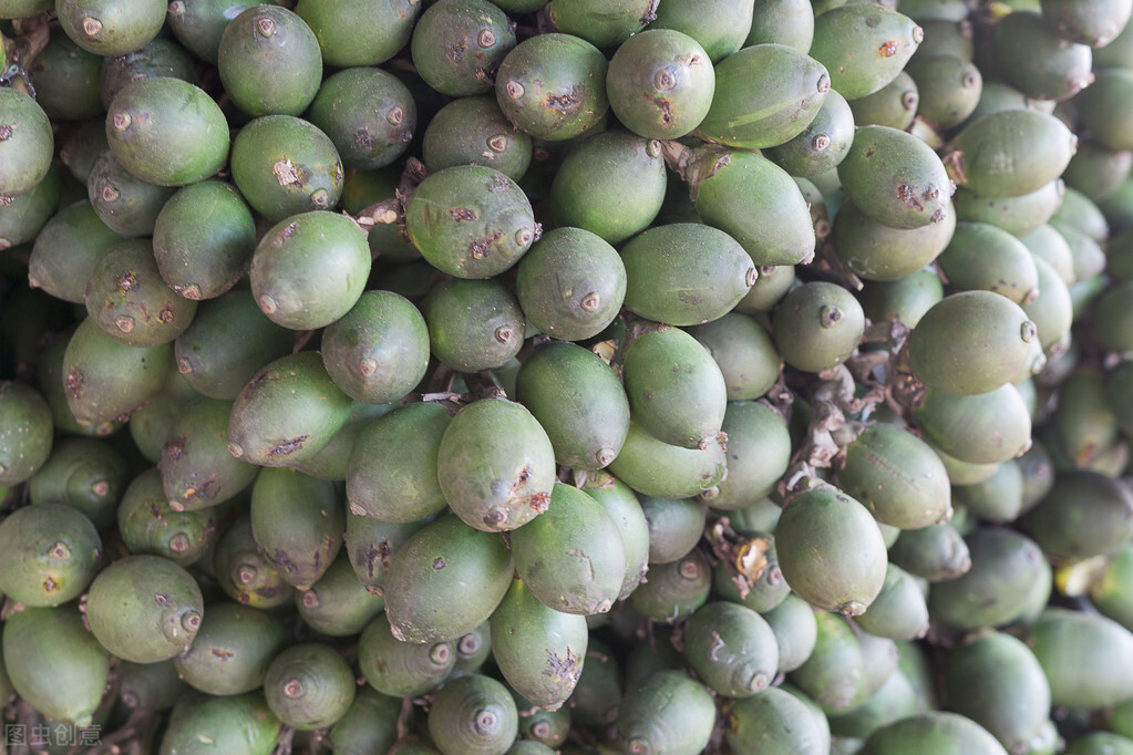 槟榔是不是致癌物哪些国家禁,槟榔致癌为何不禁止