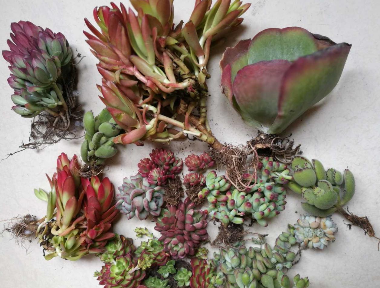 多肉不服盆僵苗了,多肉两个月不服盆僵苗怎么办