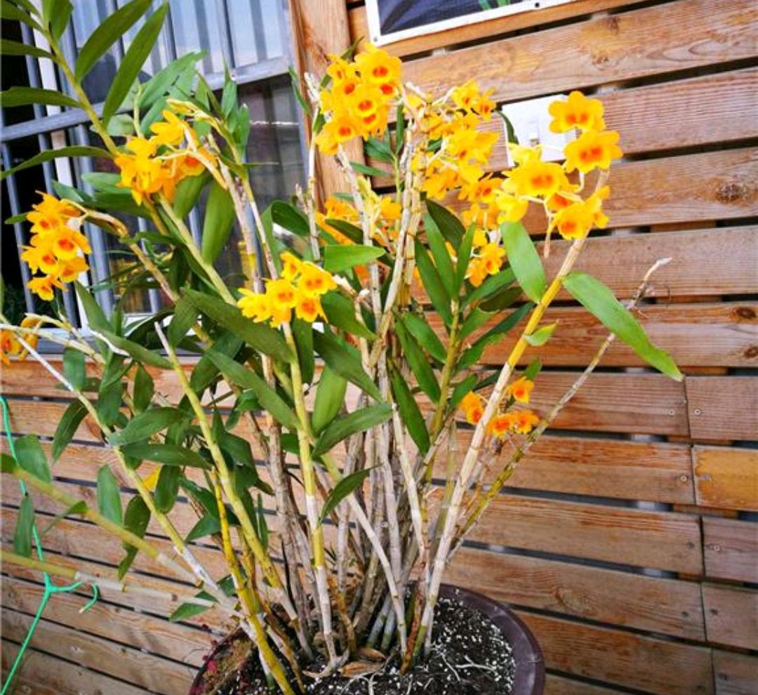 这“38种花”，当你开始收集品种时，你已入坑颇深