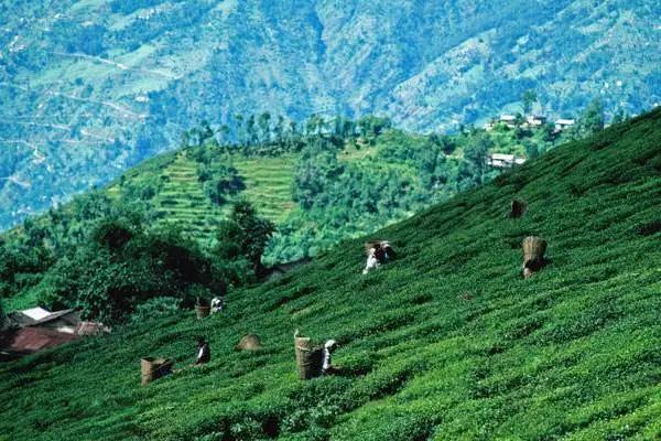 如火如荼|红茶界的F4，来啦