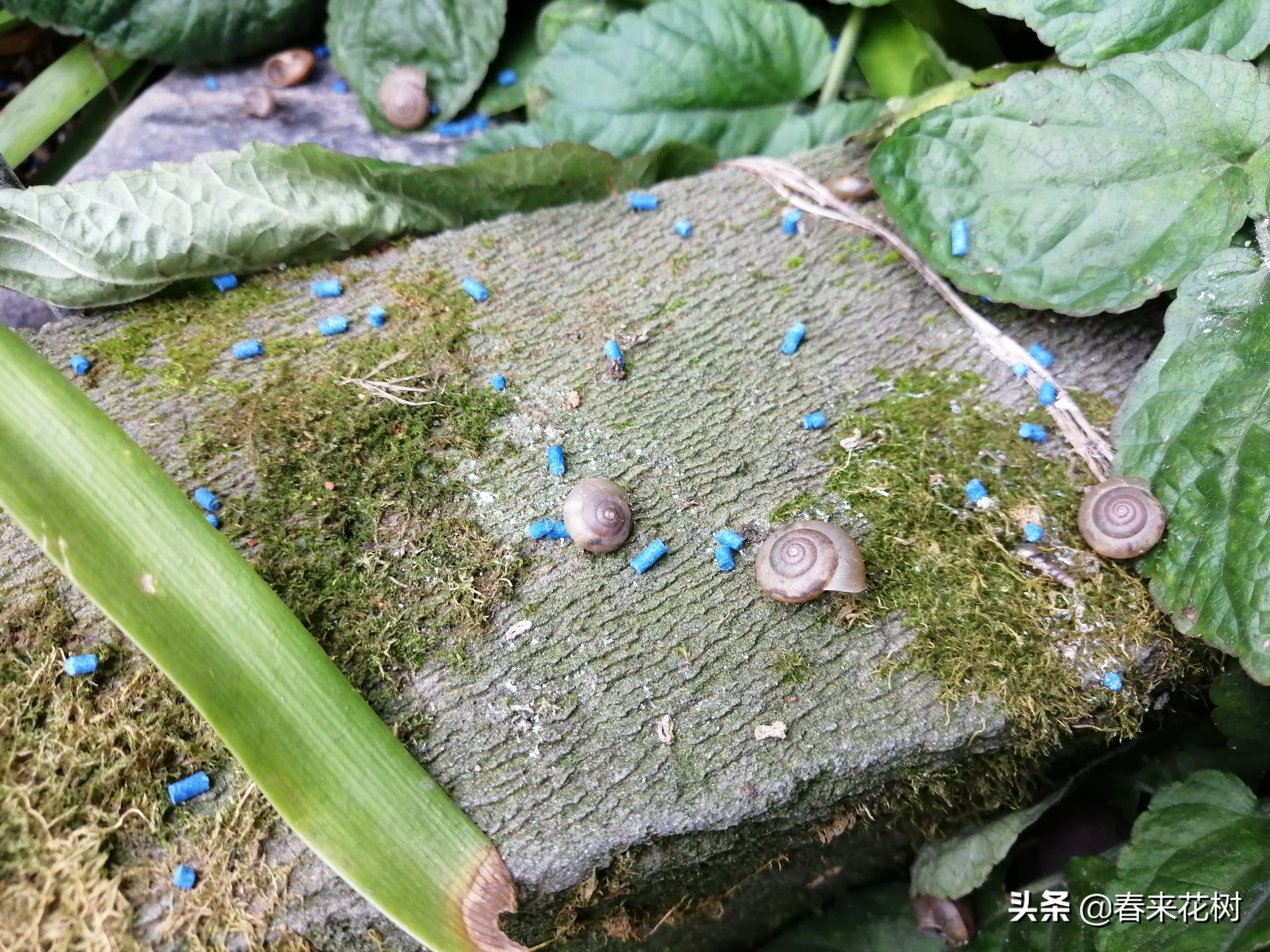 爱养花的坏处,养花防小蜗牛的方法有哪些
