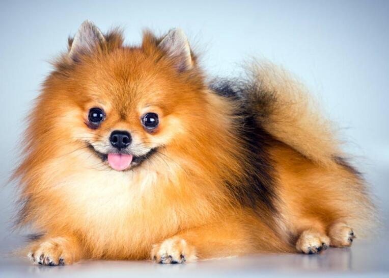 博美犬饲养照顾全攻略轻松掌握,饲养博美注意事项