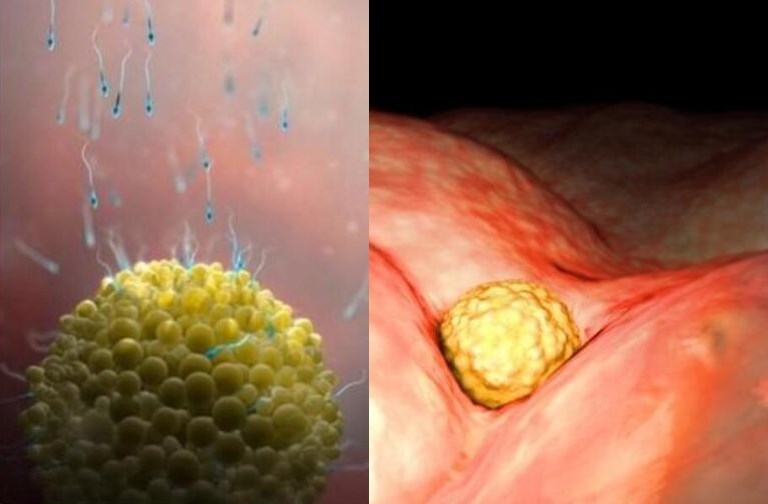 1-40周胎儿体重发育参数表,1-40周胎儿发育过程图漫画