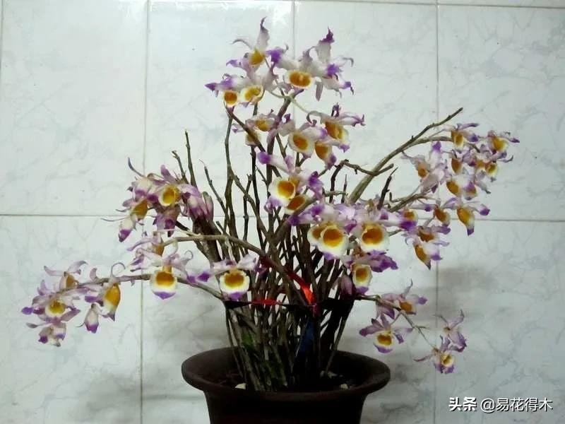 叠鞘石斛与铁皮石斛的区别,肿节石斛和大苞鞘石斛的不同