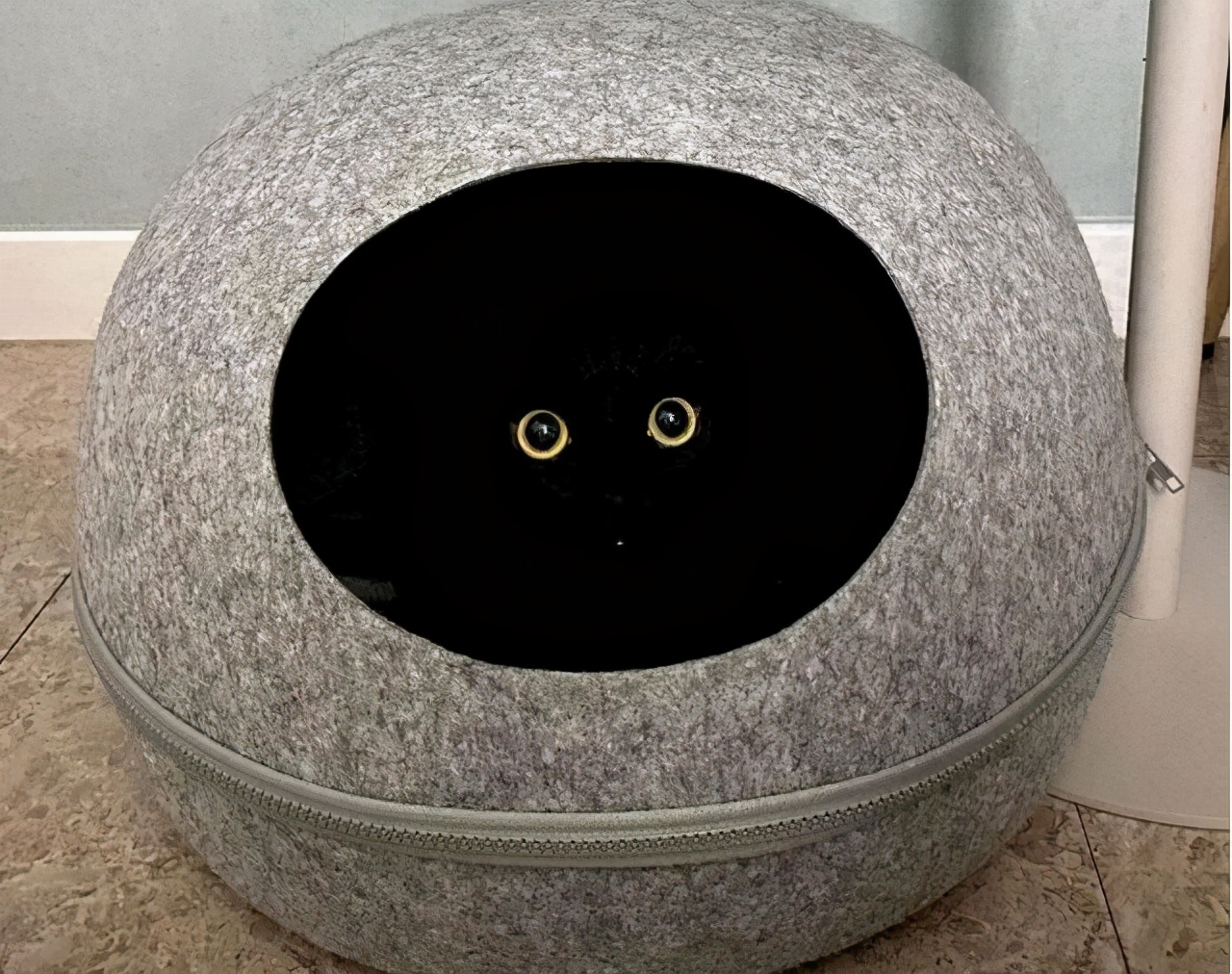 英国短毛猫的5大缺点饲养需谨慎,英国短毛猫怎么养需要注意什么