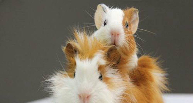 听说过仓鼠，那你见过长毛鼠吗？网友：长得太有气质了