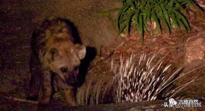 鬣狗进食豪猪,鬣狗对战豪猪视频