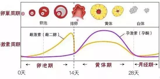 跳绳跳到黄体破裂,跳绳会把子宫口子跳裂吗