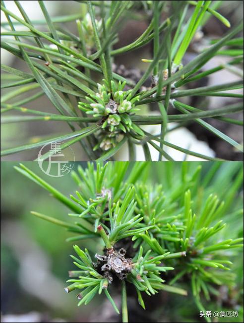 怎么养黑松盆景,触类旁通的正确用法